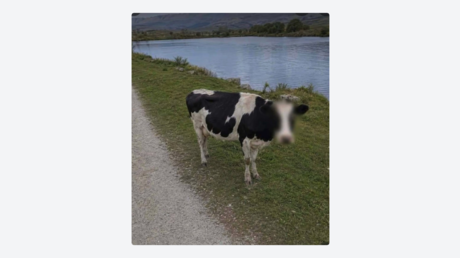 Google Maps sorprende al 'proteger la identidad' de una vaca y maquillar su cara