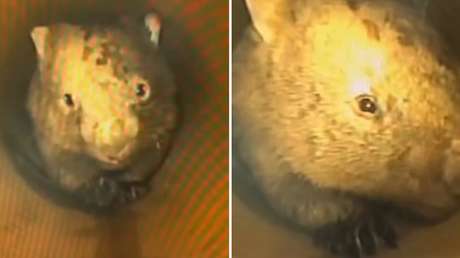 VIDEO: Creían que un cúmulo de grasa obstruía la tubería, pero encontraron una tierna sorpresa