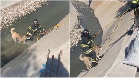 El dramático rescate de un perro atrapado en un río (VIDEO)