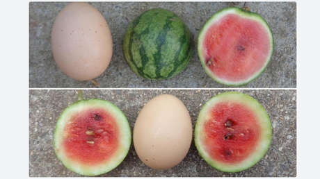 Desarrollan nuevo tipo de mini sandías del tamaño de un huevo de gallina (FOTOS)