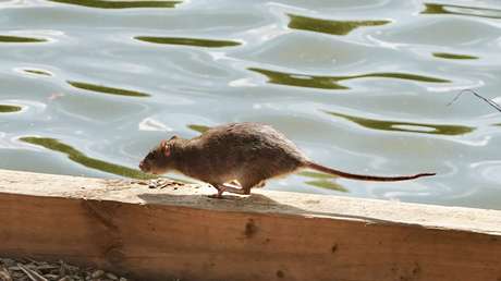 Qué es el hantavirus, la infección relacionada con tres muertes en crucero que zarpó de Argentina