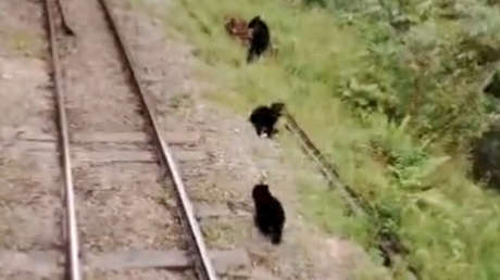 VIDEO: Un viaje en tren a Machu Picchu es interrumpido por una familia de osos