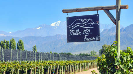¿Por qué un edén del vino latinoamericano está al borde de la extinción?