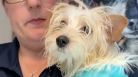 VIDEO: Detienen a una mujer acusada por la muerte de un cachorro maltés golpeado en la calle