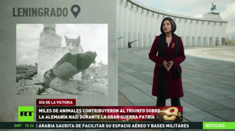 Miles de animales contribuyeron a la victoria de la URSS sobre la Alemania nazi