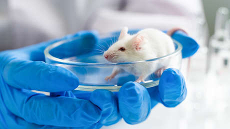 Los mitos más preocupantes acerca de hantavirus: ¿son verdad?