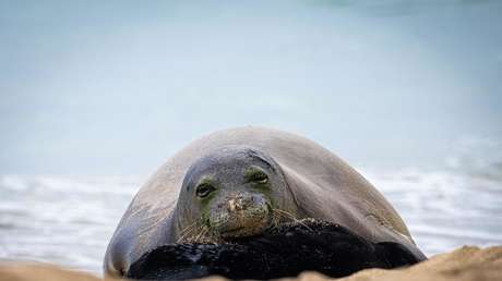 Apedrea a una foca en peligro de extinción y recibe su merecido (VIDEO)