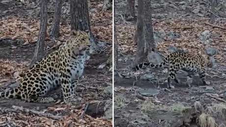 VIDEO: Captan de cerca al "felino más raro del planeta"