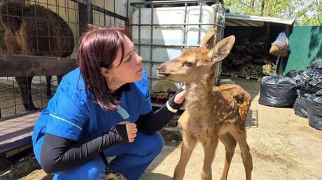 VIDEO: Axel, el tierno cervatillo que fue felizmente rescatado tras quedar huérfano