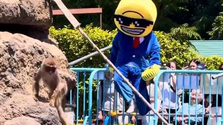 VIDEO: 'Hombre criptomoneda' protagoniza insólita escena en el hábitat del famoso mono Punch