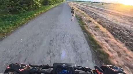 VIDEO: Conejo se lanza sobre un hombre y lo derriba cuando iba en su 'scooter'