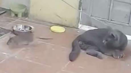 Reemplaza a su perro por un gato y consigue lo que busca (VIDEO)