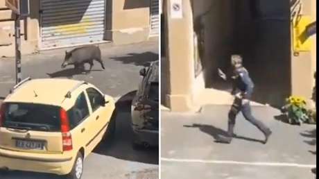 Un jabalí se hace viral tras protagonizar la 'persecución policial más lenta' (VIDEO)