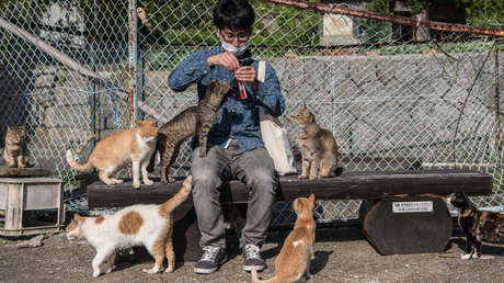 Economía felina: cómo los gatos impulsan las finanzas de este país con miles de millones