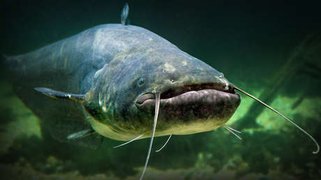 Escándalo en Polonia: ucraniano pesca un bagre "legendario" y se mete en problemas