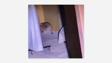 VIDEO: Un jaguar aparece en una universidad y suspenden las clases