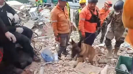 VIDEO: Hallan a dos menores con vida bajo escombros en Venezuela gracias a perro rescatista