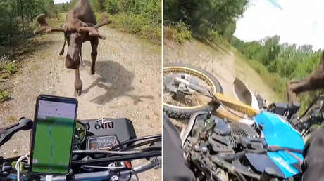VIDEO: El escalofriante momento en que un alce embiste a un motociclista