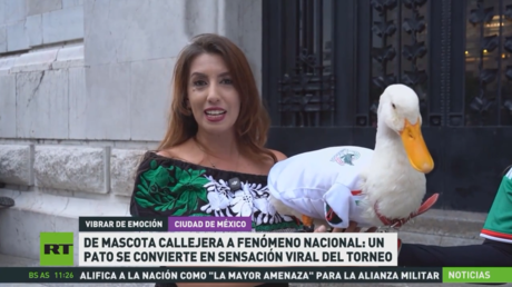 De mascota callejera a fenómeno nacional: un pato se convierte en sensación viral del Mundial