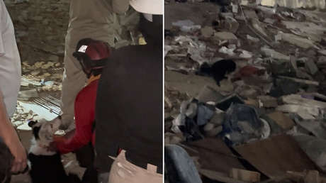 Tsunami: el perro que salvó decenas de vidas tapiadas tras los terremotos en Venezuela