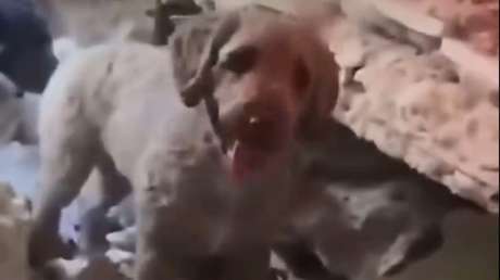 Una valiente perrita ayuda a sacar a sus dueños de los escombros en Venezuela (VIDEO)