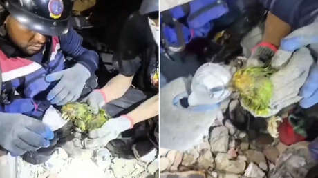"Mi niño, sobreviviste": bomberos rescatan a un loro atrapado bajo los escombros en Venezuela (VIDEO)