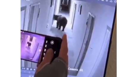 VIDEO: Oso 'educado' toca la puerta de una habitación de hotel a las 5 de la mañana, pero pronto pierde la paciencia