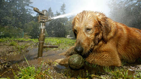 Alertan de un peligro para las mascotas durante el calor extremo en Europa