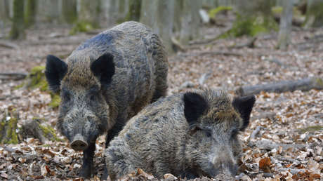 La 'invasión' de un animal europeo causa pérdidas millonarias al campo de un país sudamericano