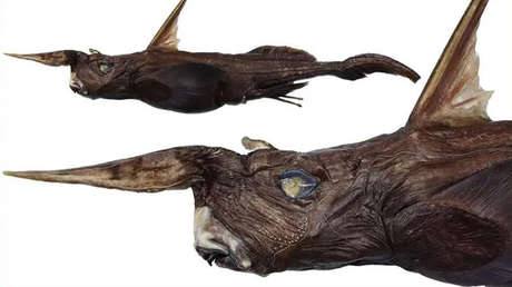 Descubren una nueva especie de 'tiburón fantasma' en este país latinoamericano
