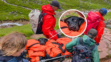 Un perro es rescatado de la montaña más alta de Escocia tras comer cannabis (FOTO)