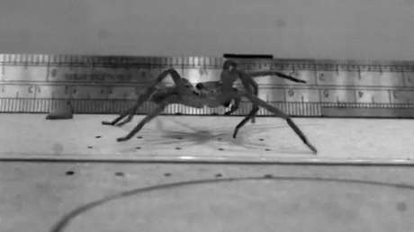 Identifican la araña más rápida del mundo: su velocidad supera a la del trote de un hombre