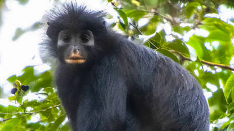Descubren nueva especie de mono con extravagante 'maquillaje' en sus labios