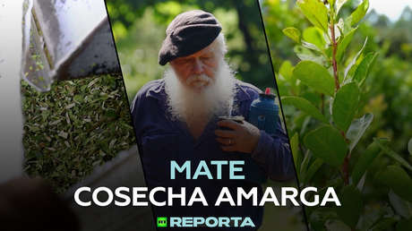 Mate: cosecha amarga