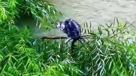 VIDEO: Rescatan con un dron a gatito atrapado en inundaciones en China