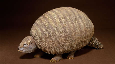 Sale a dar un paseo y descubre uno de los gliptodontes más completos