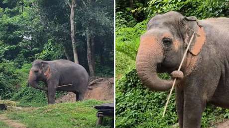 VIDEO: Adorable elefanta 'roba' un rastrillo para rascarse y luego lo devuelve