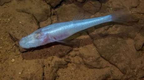 Hallan una nueva y rara especie de pez sin ojos que parece sacado de una serie de ciencia ficción