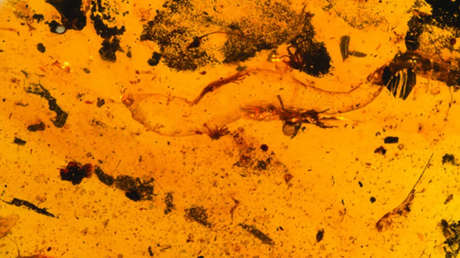Descubren una nueva especie de gecko de casi 100 millones de años incrustada en ámbar