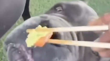 'Influencer' en el ojo del huracán tras video de su perro comiendo wasabi