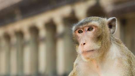 Monos muestran una capacidad que se creía exclusiva de los humanos
