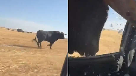 VIDEO: Un toro quiere 'medirse' con un coche, pero acaba atrapado en la ventanilla