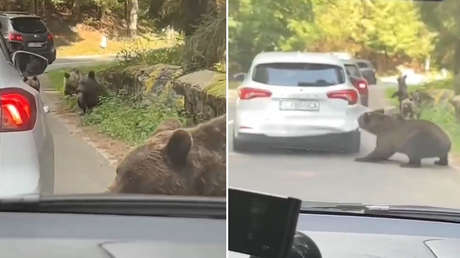 Una osa arranca el parachoques de un coche (VIDEO)