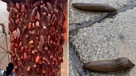 Bangkok queda bajo el agua y una inesperada plaga sale a la superficie (VIDEOS)