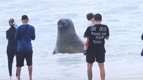 Un elefante marino irrumpe en una playa suramericana y deja curiosas imágenes (VIDEO)