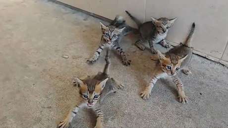 Las apariencias engañan: intentó adoptar a unos gatitos, pero no esperaba esta reacción (VIDEO)