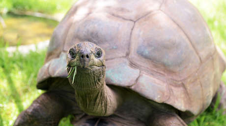 Tiene 194 años, pero sus genes parecen de una tortuga de cinco: el asombroso secreto de Jonathan