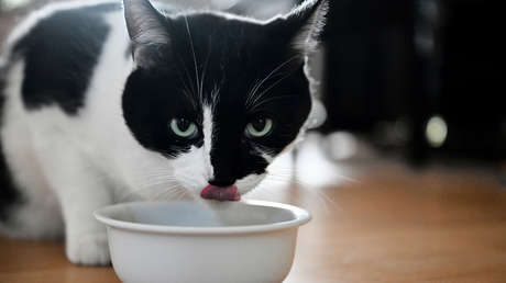 Estudio detecta una sustancia tóxica en el 99 % de los alimentos para gatos