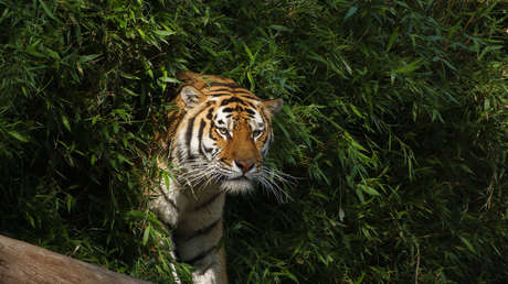 Un tigre mata a un hombre que entró en su recinto en un parque de animales (VIDEO)